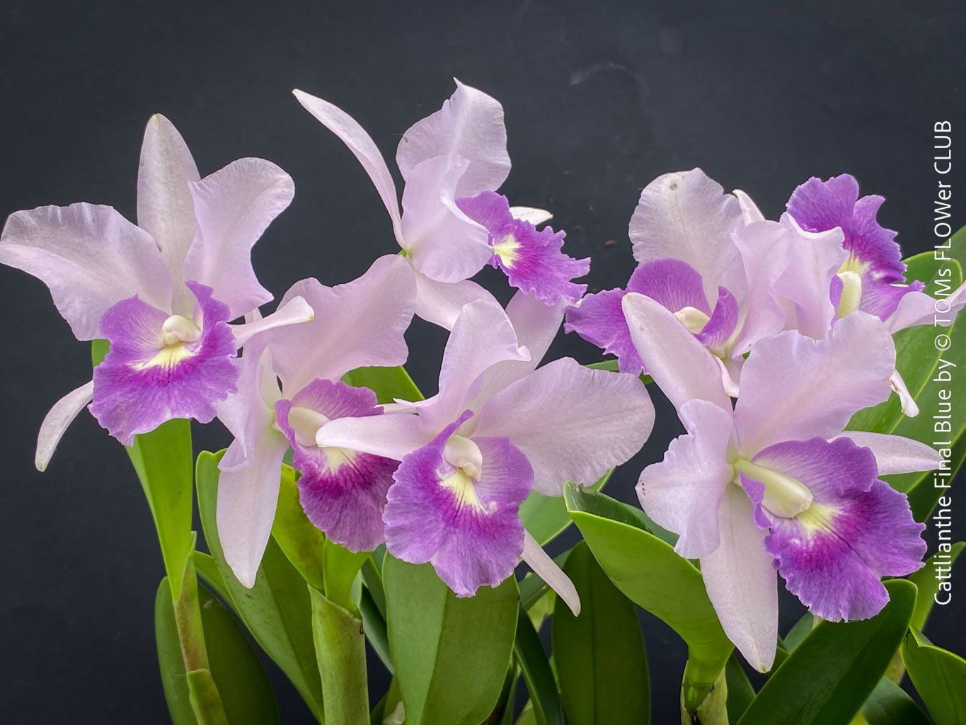 Piante & sementi: Cattlianthe Final Blue - magisch duftende Blau-Cattleya – Nuovo e nell'imballaggio originale da Adliswil venduto da TAKEYOURPLANT 2