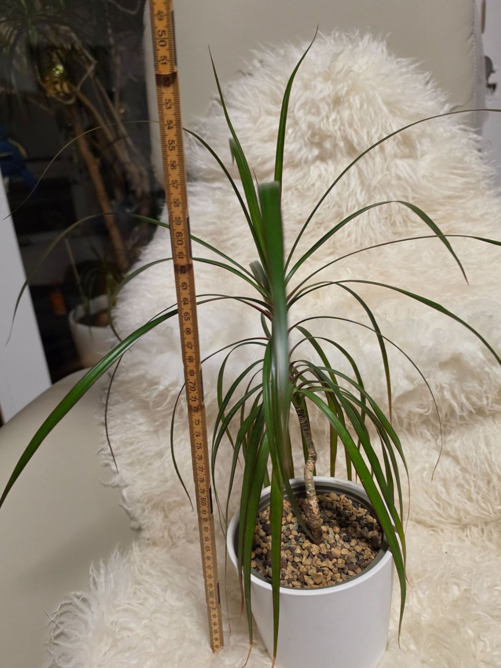 Piante & sementi: Dracaena marginata Zimmerpflanze / Drachenbaum – Usato da Liestal venduto da Shelby787 1