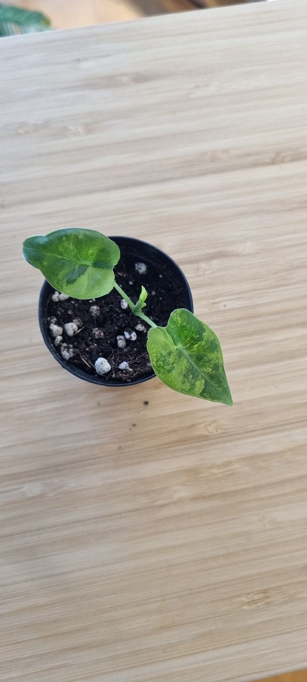 Piante & sementi: Alocasia Frydek GoG – Nuovo e nell'imballaggio originale da Wallenwil venduto da LadyLeaf_Ellis1