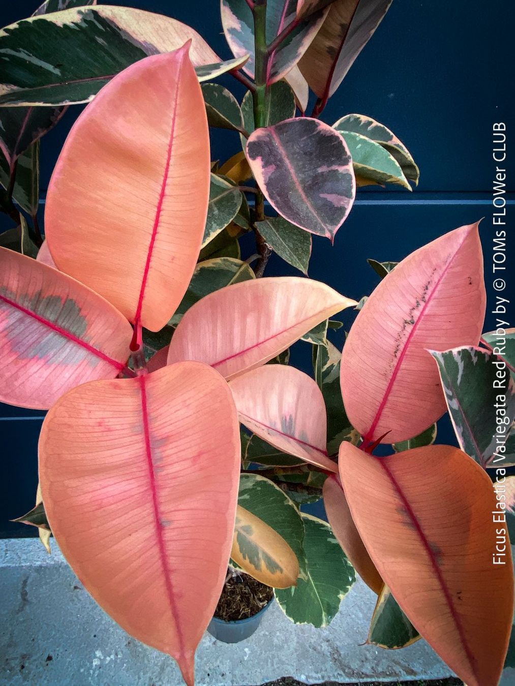 Piante & sementi: Ficus Elastica Variegata Red Ruby - rund 140cm Bäumchen – Nuovo e nell'imballaggio originale da Adliswil venduto da astom369 9