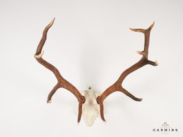 Hirsch Trophäe – Original Geweih Vintage