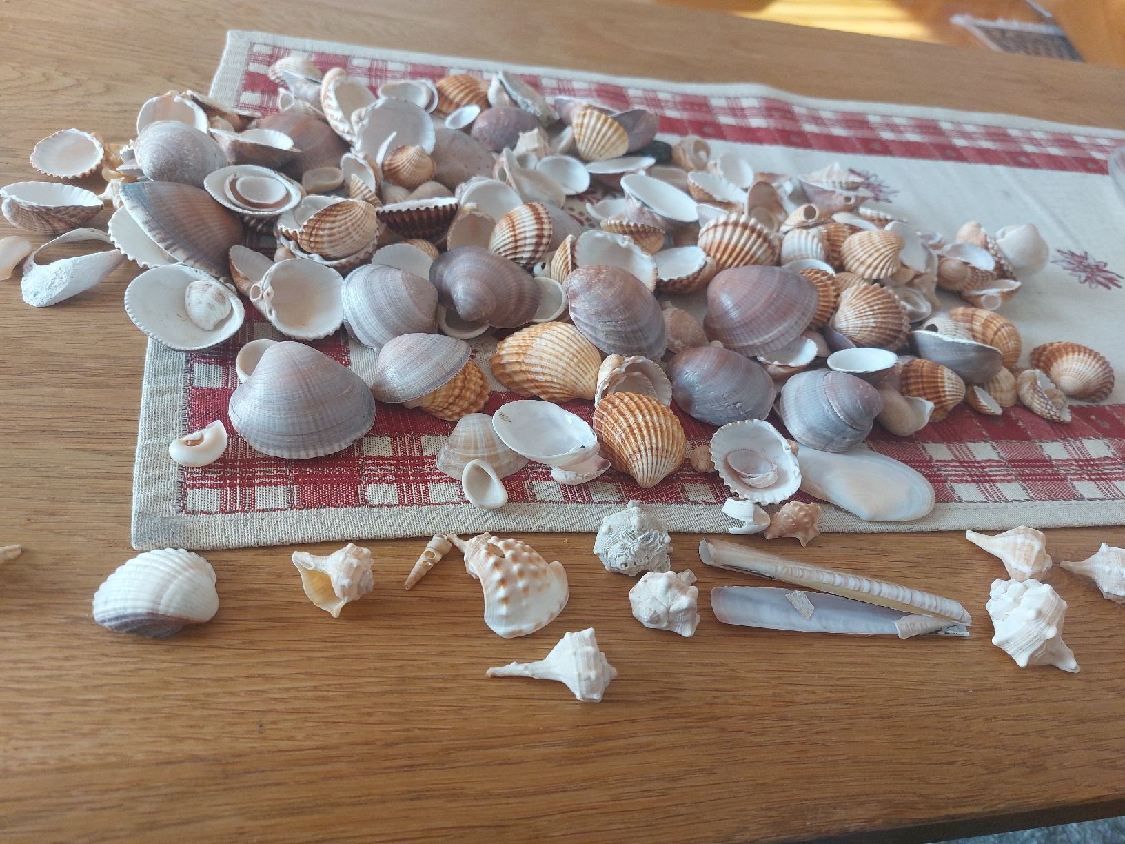 Fossili: Muschelsammlung  – Usato da Landquart venduto da Cedes 1