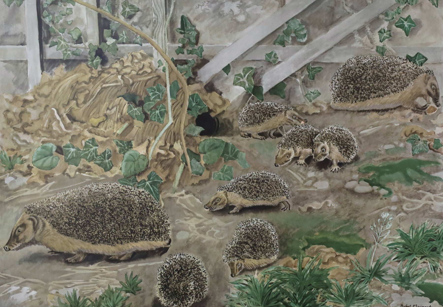 Poster & Bilder: Schulwandbild, Wandbild, Lehrbild "Igel" Robert Hainard – Gebraucht aus Birrwil von brandschatz_birrwil