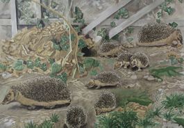 Schulwandbild, Wandbild, Lehrbild "Igel" Robert Hainard