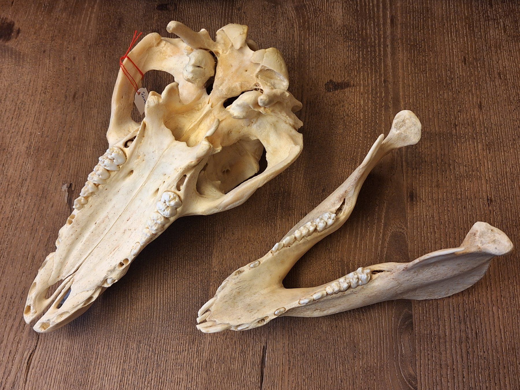 Monde des animaux: Schweineschädel – D'occasion à Widnau par skullcollector 5