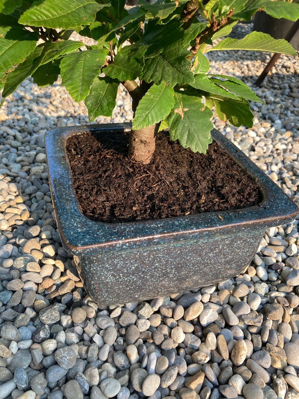 Piante & sementi: Bonsai von einer Edelkastanie – Usato da Uttwil venduto da Dolphin7 1