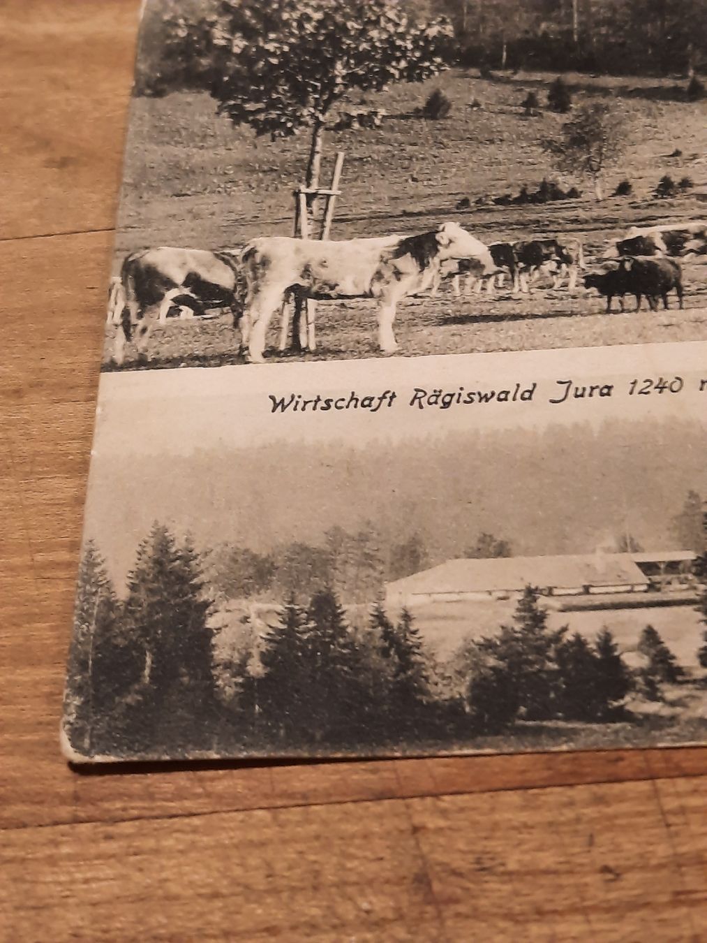 Cartoline postali: antike, rare Karte "Rägiswald" – Usato da Busswil BE venduto da balu37 3