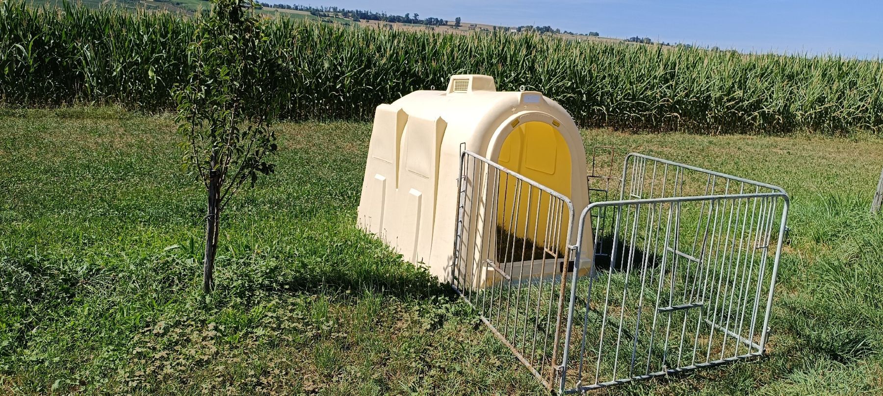 Gabbie, trasporto & Sicurezza: Kälberiglu mit Gehege gebraucht – Usato da Hallau venduto da FNeukomm