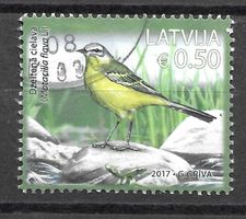 Lettland 2017: Schafstelze (Vogel)