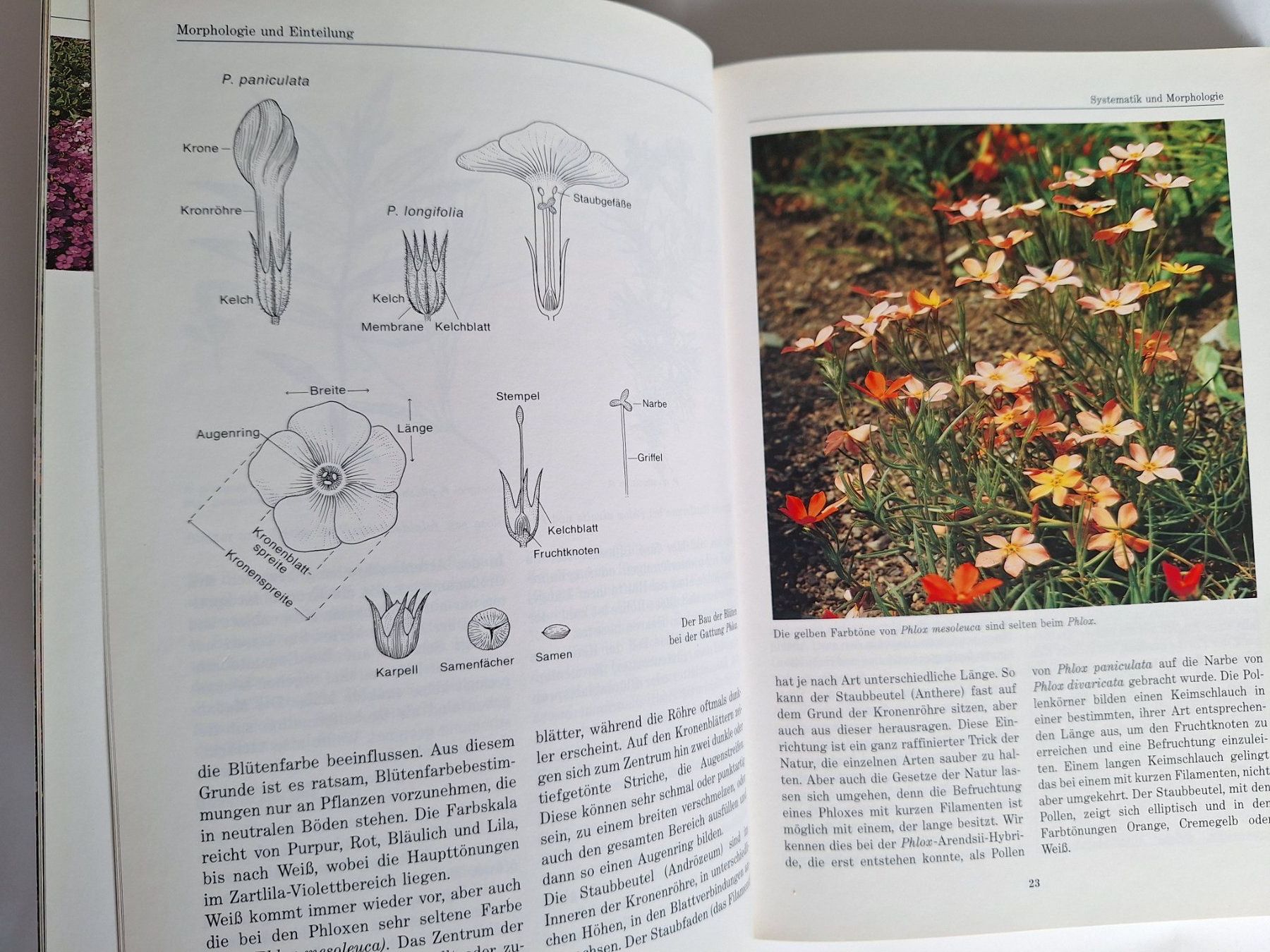 Libri: Phlox, Stauden- und Polsterphlox Buch – Usato da Zürich venduto da t24_de 2