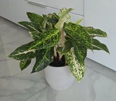 Zimmerpflanze Aglaonema