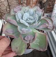 Echeveria Raindrops – seltene Sukkulente 10–20 cm im Topf