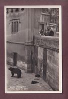 BERN - Bärengraben - 1934