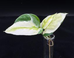 Epipremnum aureum 'Global' aka 'Japanese Global'
