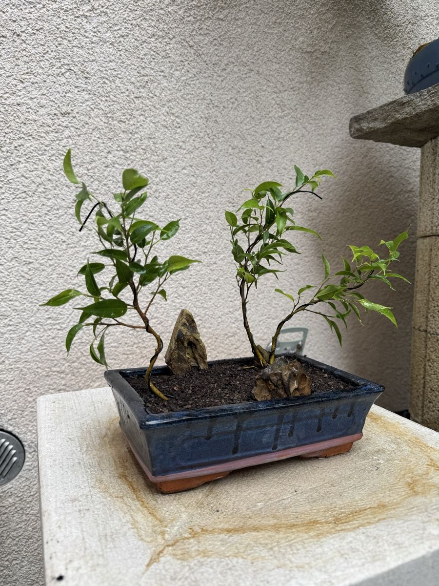 Pflanzen & Samen: Kleiner Ficus Bonsai Wald – Gebraucht aus Rümlang von Gruseh.ch 1