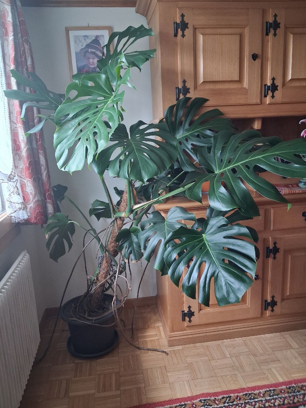 Plantes & graines: Zimmerpflanze – D'occasion à Willerzell par januka