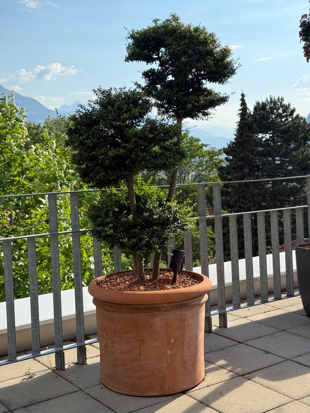 Pflanzen & Samen: Südländische Liguster mit Topf - P2 – Gebraucht aus Chur von Schueh 1