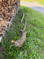Astiger Baumast Zwetschgen für Ihren Garten