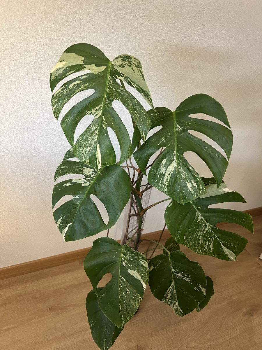 Plantes & graines: Monstera Albo Variegata – D'occasion à Reinach AG par Manuel63637 1