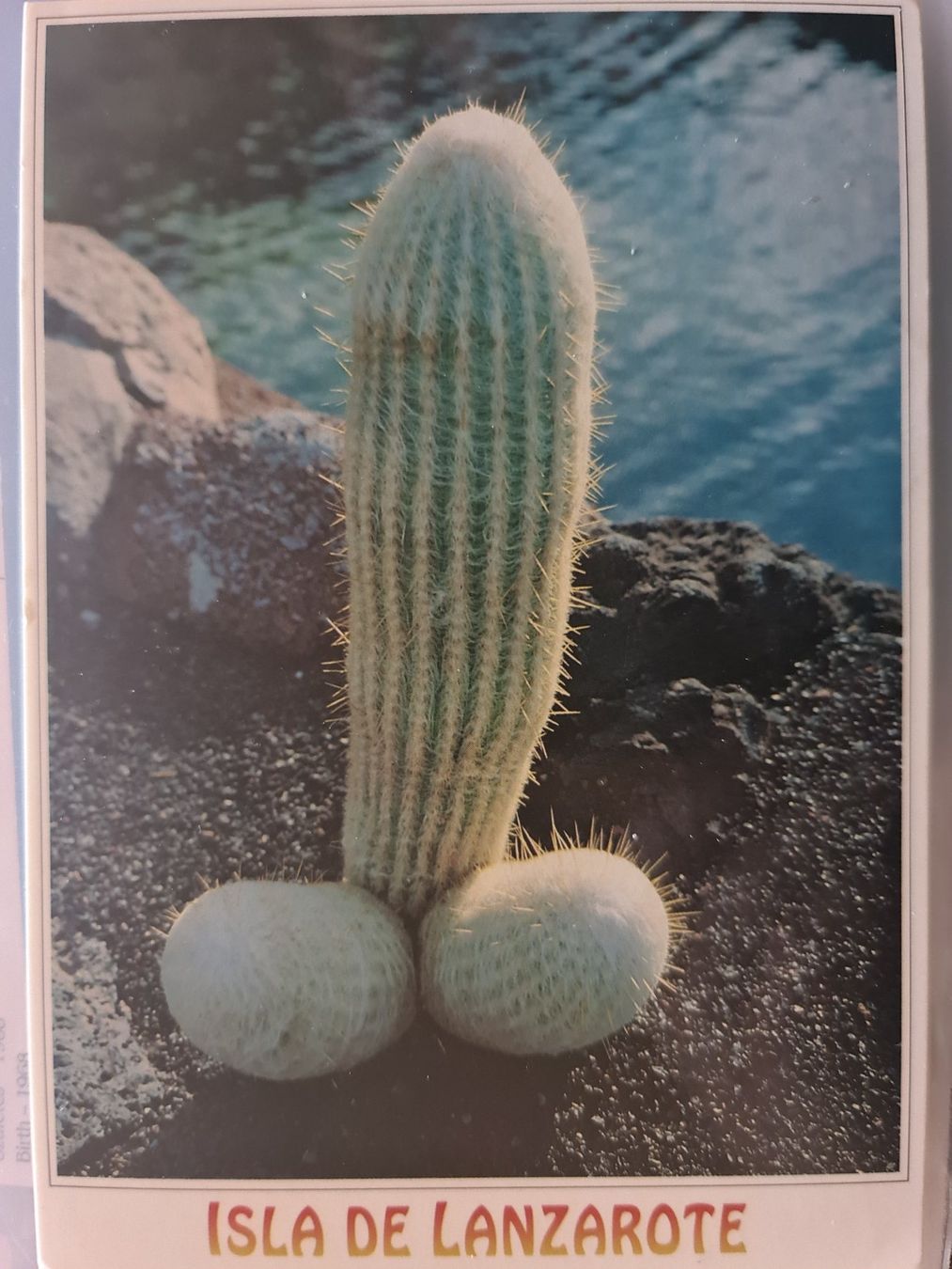 Cartoline postali: Ansichtskarte Kaktus Lanzarote Spanien – Usato da Dintikon venduto da Vexi