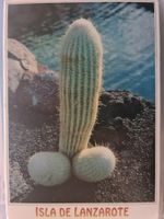 Ansichtskarte Kaktus Lanzarote Spanien