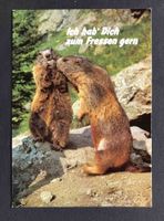 AK Murmeltiere Ich hab Dich zum Fressen gern