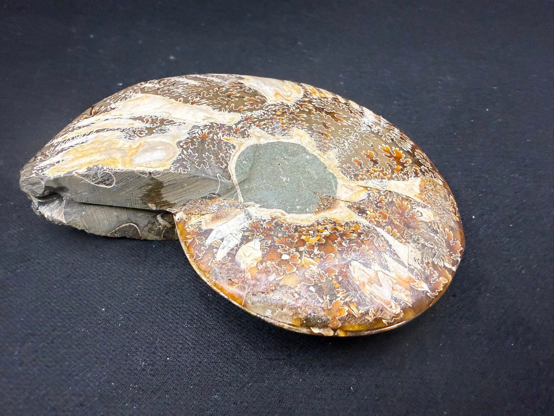Fossili: Ammoniten-Paar – Usato da Schinznach Bad venduto da Demerald 8