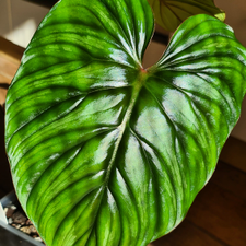 Profile image of Plantnerd