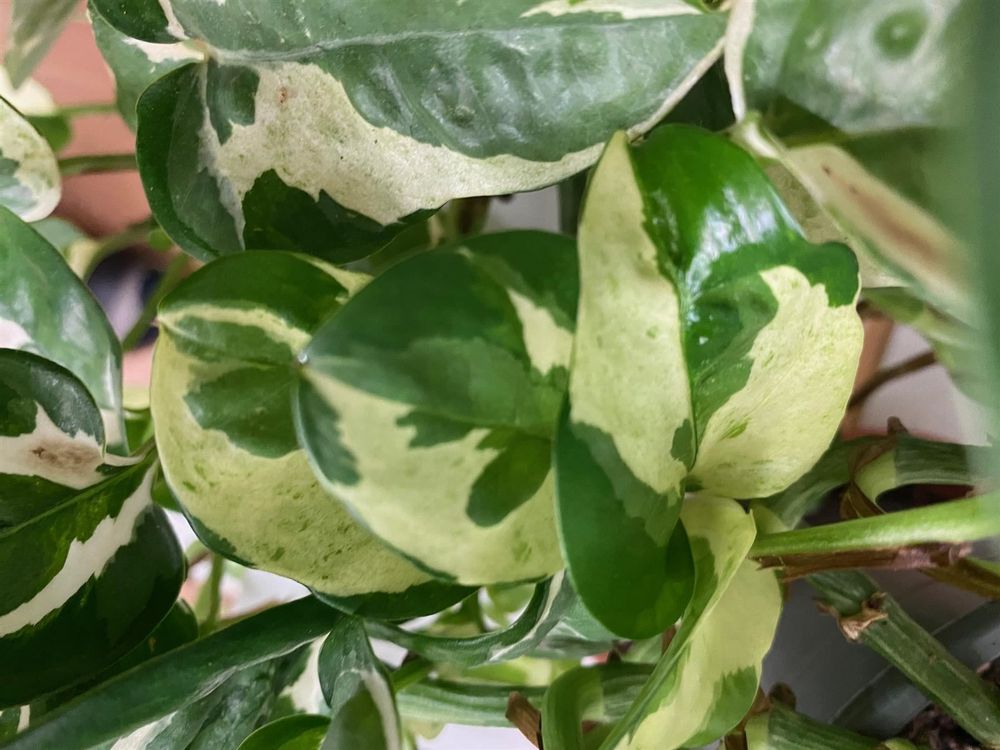 blutsgeschwister kaktus Kaktus mit roten Blüten – Artibelle