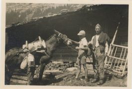 Mürren   BE  -   Alp ob Mürren  /   Maultier - mulet