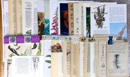 ephemera 9/papier collage bastelpapier scrapbooking +Versand