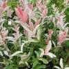 Saule crevette  Hakuro Nishiki 15-20cm  2 PLANTS