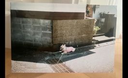 Hund weiss Fototografie Japan Tomoko Makino Limitiert 1/10