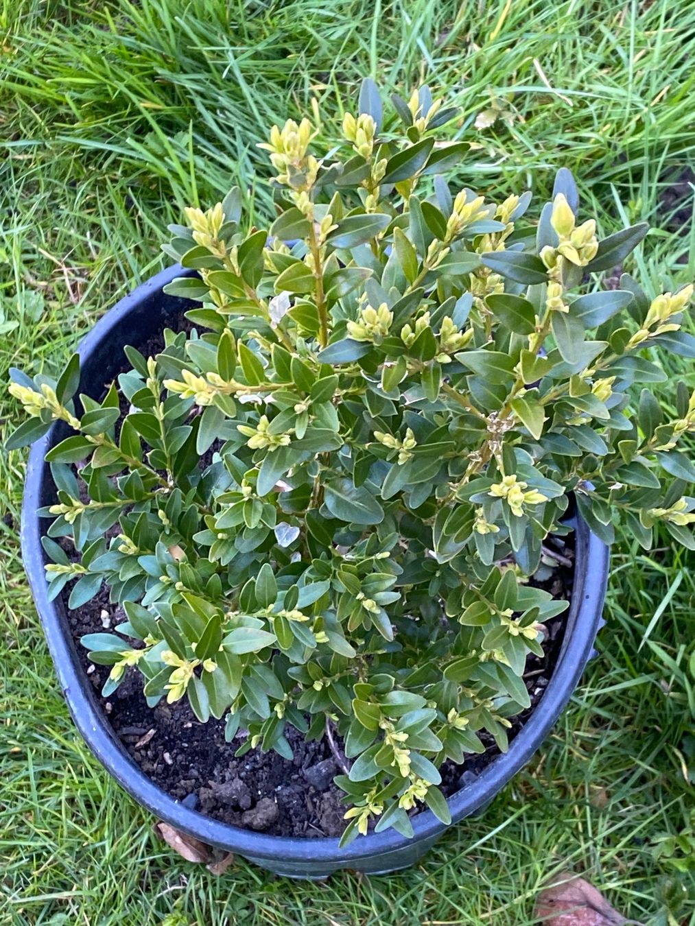 Piante & sementi: Topf mit Buchs Buxus sempervirens 25 cm – Usato da Gerlikon venduto da jabadabadu
