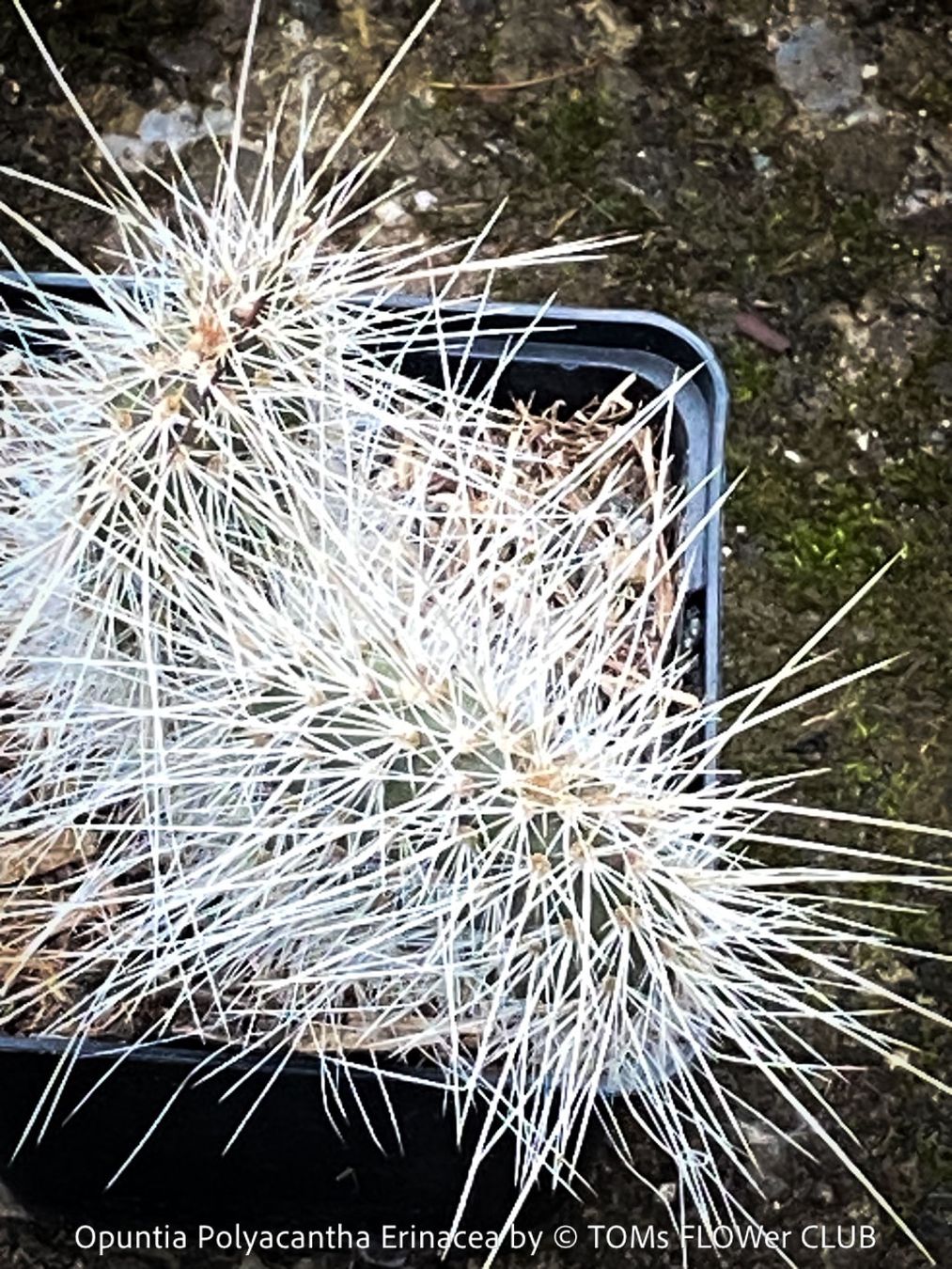 Piante & sementi: Opuntia Polyacantha Erinacea - "Grizzly Bear"- winterhart – Nuovo e nell'imballaggio originale da Adliswil venduto da astom369 6