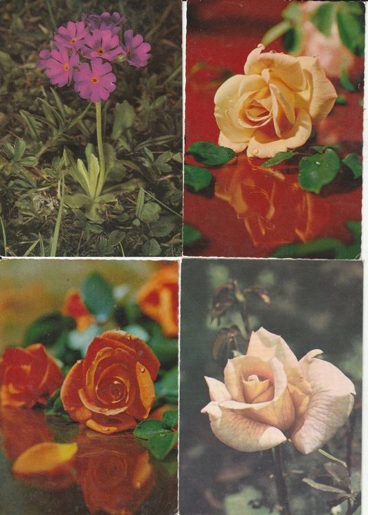 Cartoline postali: 170 Schöne Blumenkarten – Usato da Lumbrein venduto da made02 1