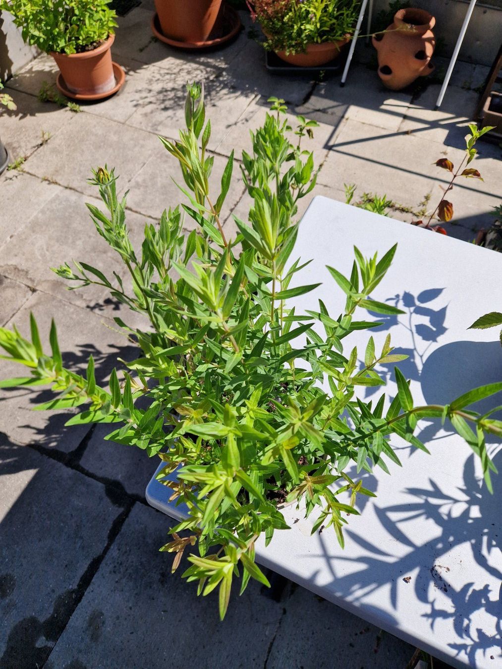 Piante & sementi: Balkon-/Terrassenpflanze: Blutweiderich – Usato da Münchenbuchsee venduto da Aare22 2