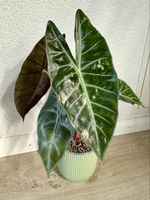 Alocasia Pink Dragon  🐉🩷
