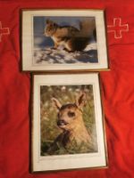 2Bilder Tier motive Rehkitz und Eichhörnchen Fotografie