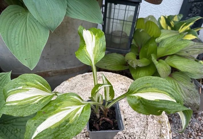 Piante & sementi: Hosta – Usato da Lajoux JU venduto da Briard0