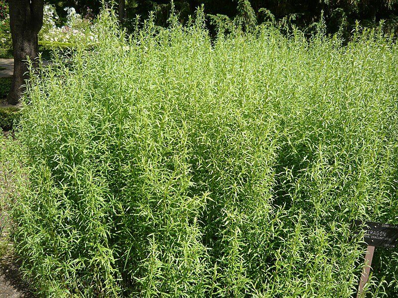 Plantes & graines: ESTRAGON  (Artemisia dracunculus)/ 10 Samen – Neuf (Voir description) à Hinteregg par ERFOLG78