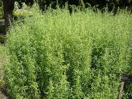 ESTRAGON  (Artemisia dracunculus)/ 10 Samen
