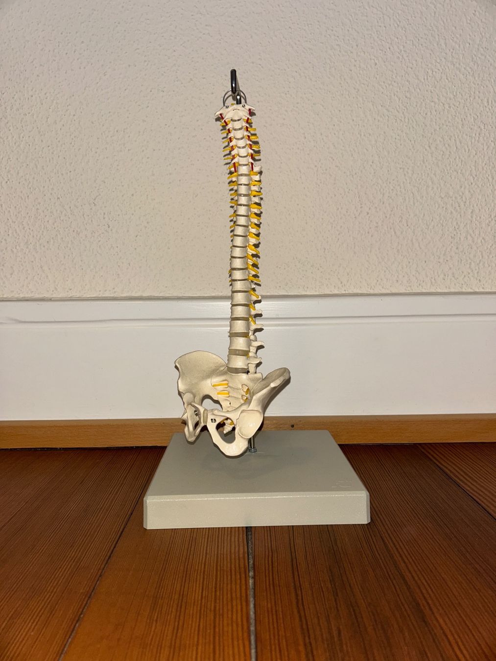 Kit di modellismo & Modellini statici: Anatomisches Wirbelsäulenmodell mit Becken & Nerven – Usato da Zürich venduto da gia_rrm2