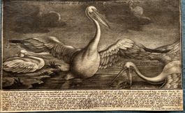 Historischer Kupferstich um 1750 - Pelikan