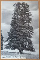 St.Cergue - Un Gogant - Arzier 1916, TOP