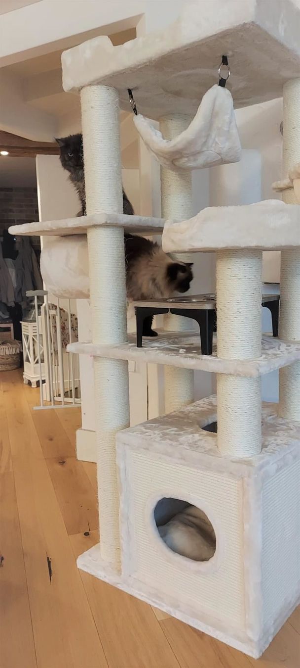 Tiragraffi: PREMIUM KATZENBAUM Kratzbaum massiv+neu – Nuovo e nell'imballaggio originale da Eschenbach LU venduto da PETHOMES_AG 7