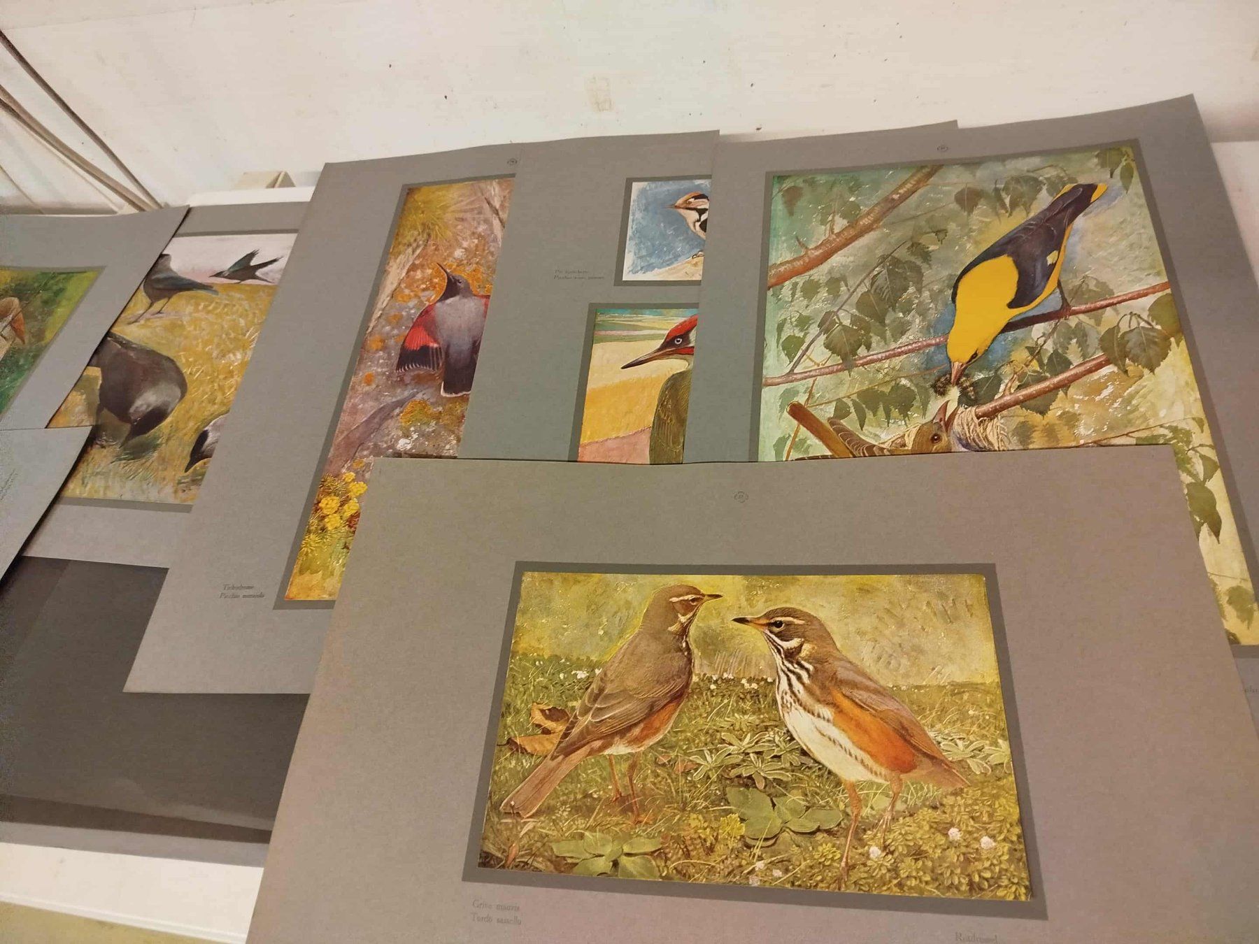 Libri: Catalog " Les Oiseaux de Chez Nous" – Usato da La Chaux-de-Fonds venduto da Emmaus2300CDF 3