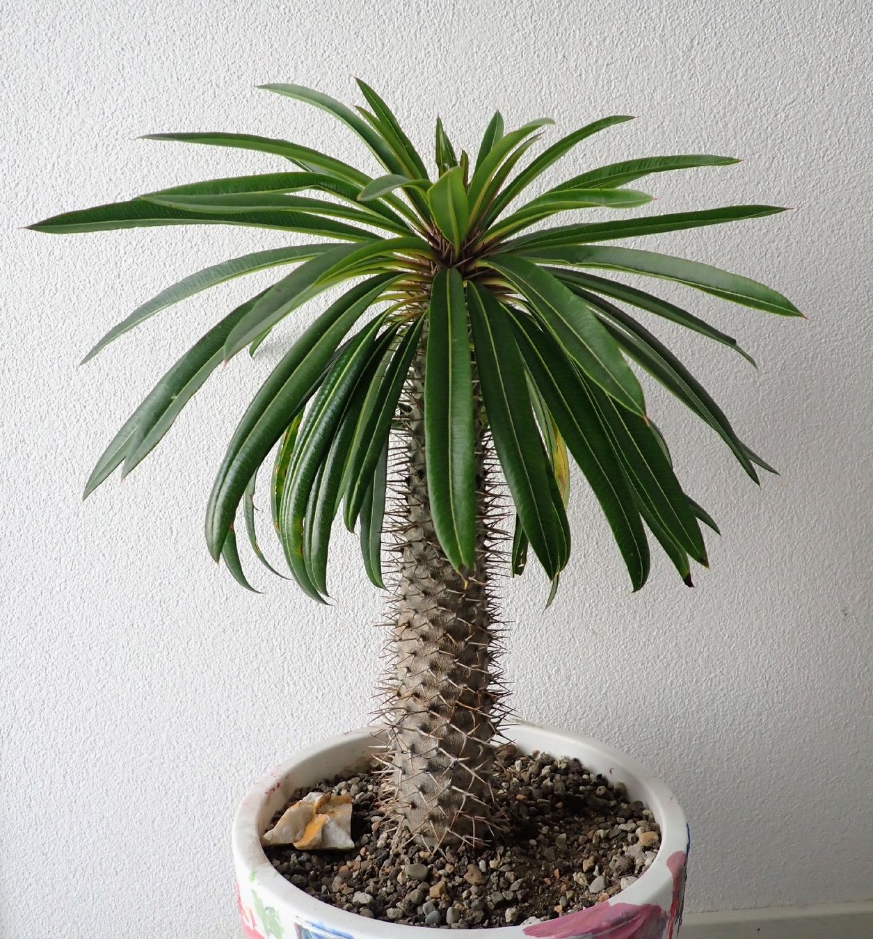 Pflanzen & Samen: Pachypodium lamerei  – Gebraucht aus Comano von che_8lc2 2