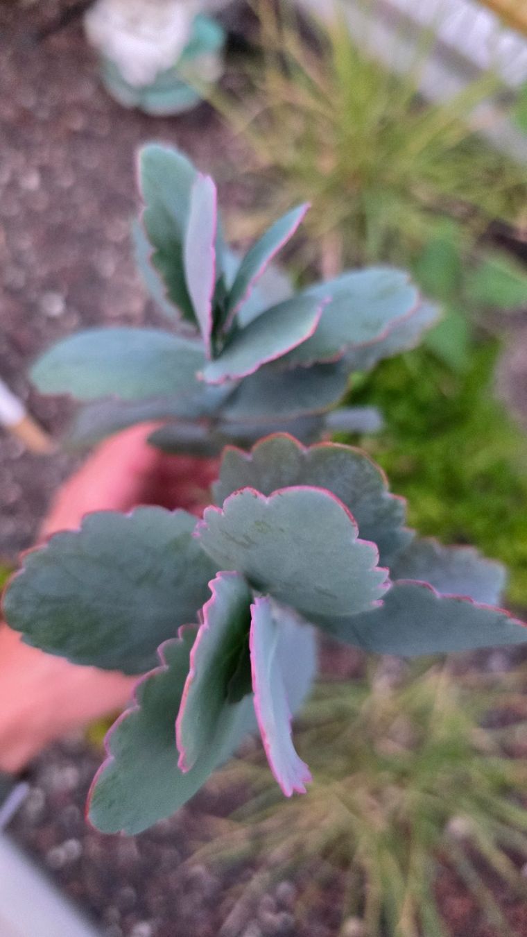 Piante & sementi: Kalanchoe Fedtschenkoi – Nuovo (secondo la descrizione) da Zürich venduto da The_Plant_Wizard 1