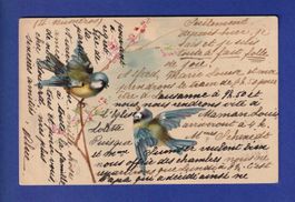OISEAU - Mésanges